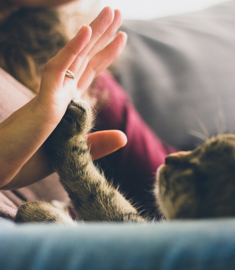 April is Pet First Aid Awareness Month – Be prepared with the Red Cross!