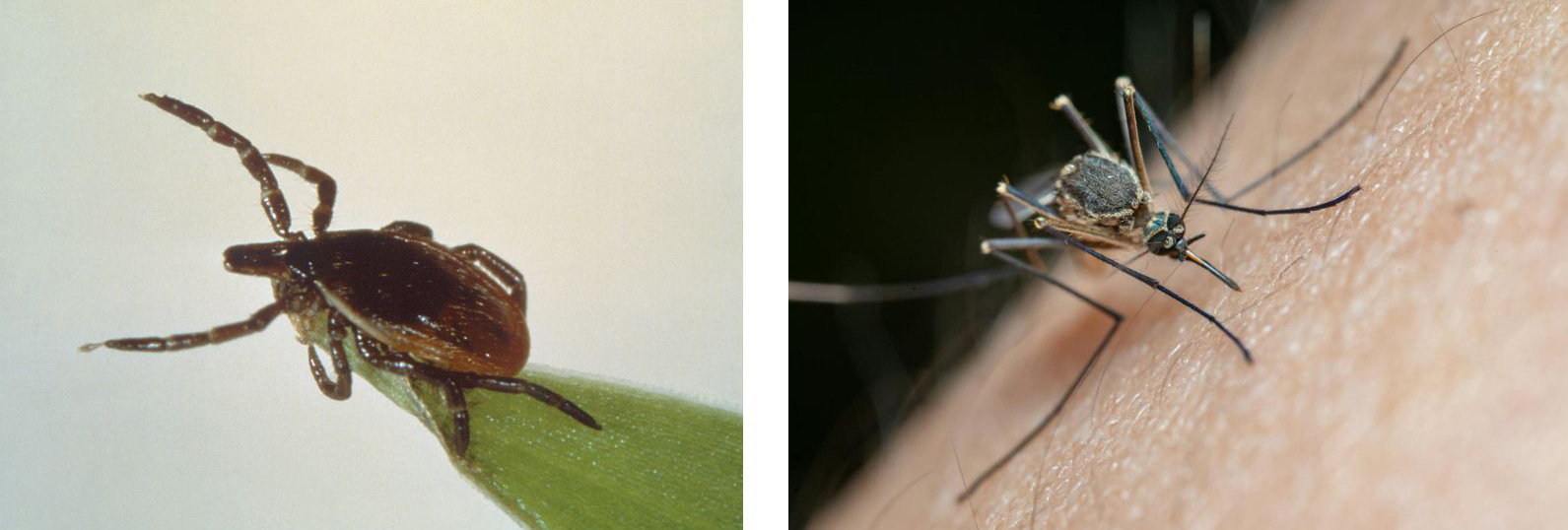 Beat the bite: Stay safe from ticks and mosquitos all season long
